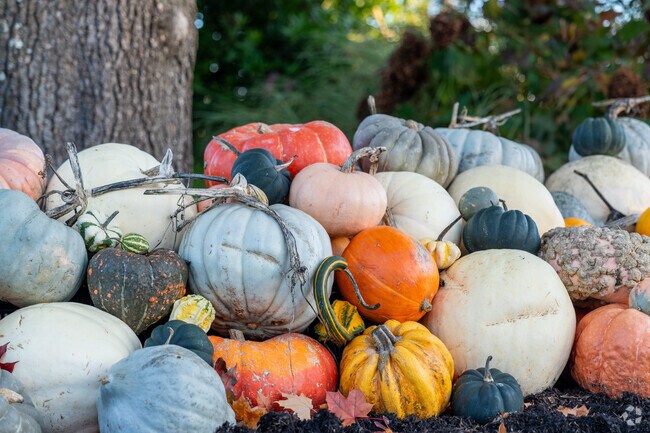 The fall brings many colors to the Medina neighborhood.