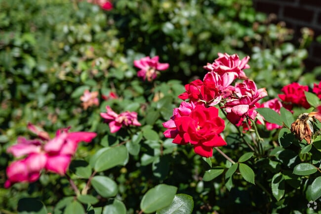 Colorful flowers can be found all around Pumpkintown,