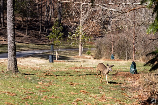 Lullwater Preserve in Druid Hills is home to abundant wildlife, offering residents and visitors a serene nature escape.