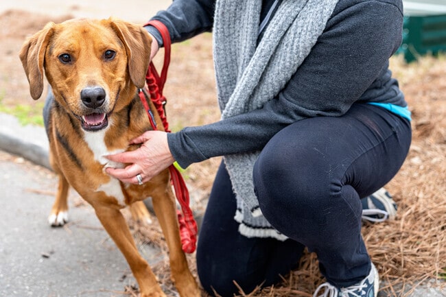 Pets and their owners enjoy peaceful walks through Lafayette-Winona’s residential blocks.