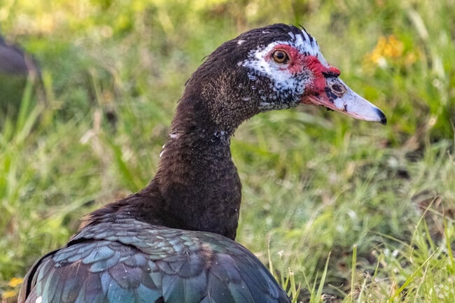 Friendly ducks greet Roman Forest locals and visitors alike upon entering the neighborhood.