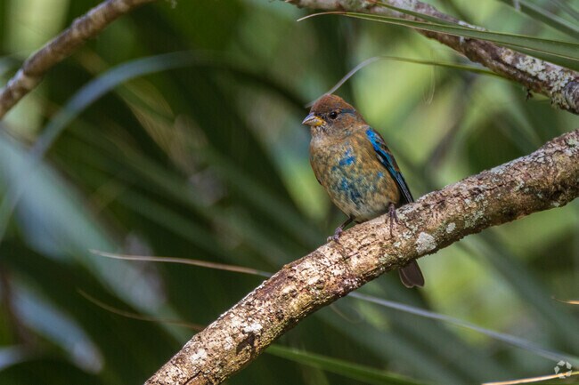 Watch immature Indigo Buntings following the pecking order at the feeders.