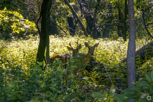 Springfield Lake Shore's dense woods are home to many wild deer and animal species.