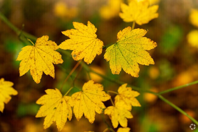 East Bull Mountain displays beautiful yellow, orange, and red fall colors.