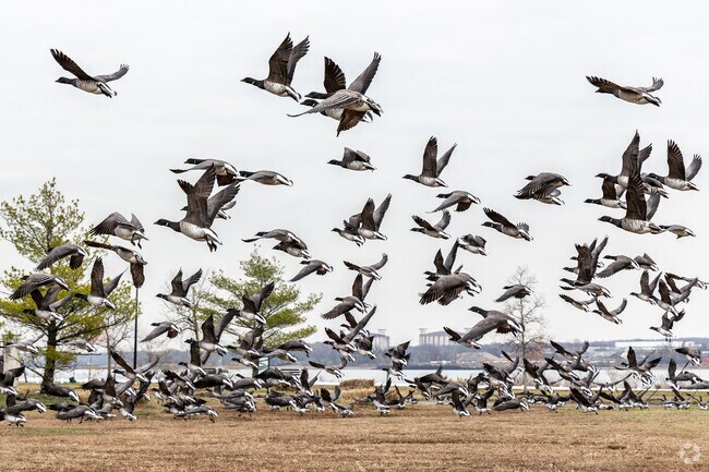 Geese soar above the open fields of Alvin P. Williams Park in Sewaren.