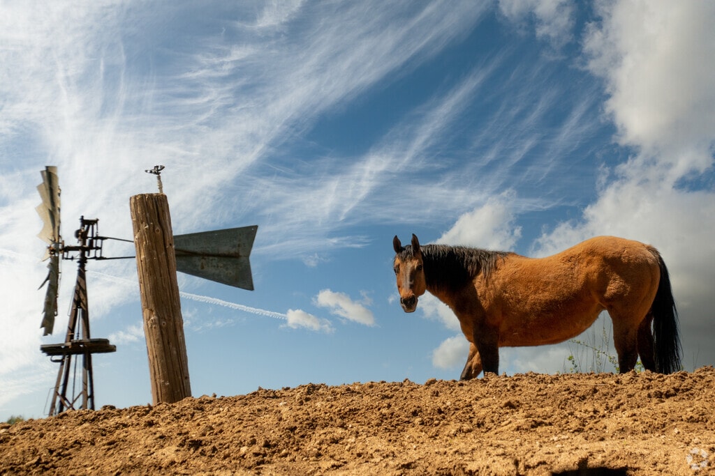 Horses are a common sight in Shadow Hills.