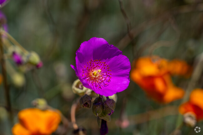 A magenta bloom glows in the Brooktree sun, framed by orange poppies and soft spring greenery.