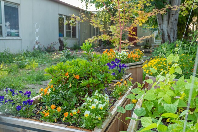 Raised beds with flowering plants in the courtyard at Hartley Elementary School.
