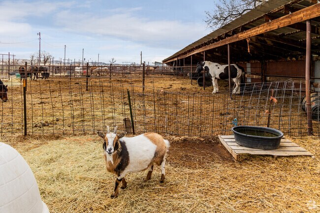 Miles City is home to a variety of livestock that is used in local rodeos.