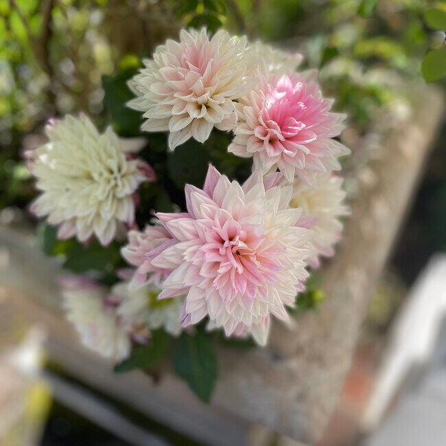 Jayna Del Tessandoro