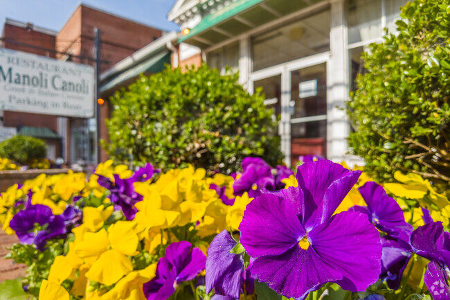 Beautiful, blooming pansies add life to the Chevy Chase Lake neighborhood.
