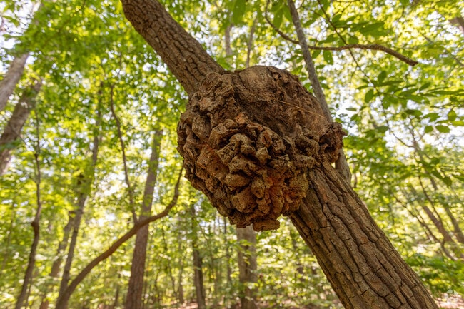 Discover the wonders of nature at Hemlock Bluffs State Park in Middle Creek.