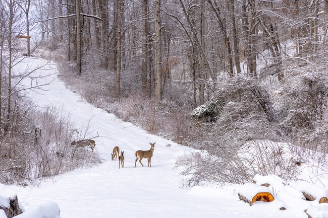 While hiking in Buffalo Creek's foothills, residents are more likely to see wildlife than other people.