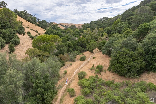 Enjoy a walk to Big Trees Trail in West Novato.
