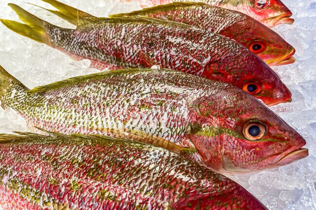 With Cortez neighborhood being a fishing town you can find fresh seafood everywhere.