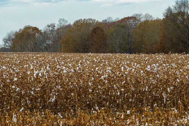 Oak Grove-Pisgah is mostly rural and composed of cotton and corn fields.