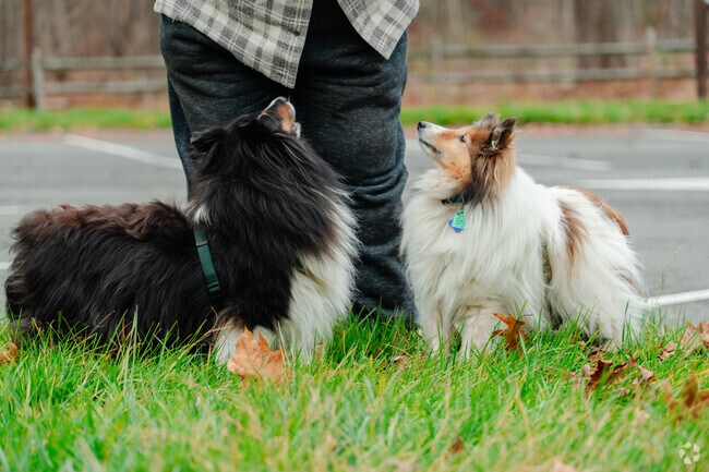 Residents of Spencer love to take their dogs for walks in their various parks.
