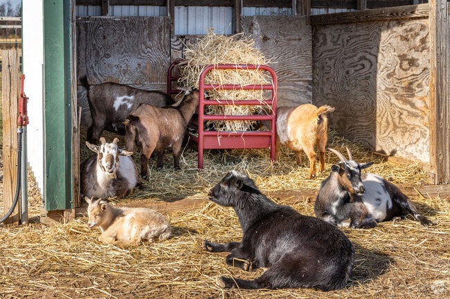 Goats graze and relax peacefully in the tranquil environment of Green Township, NJ.