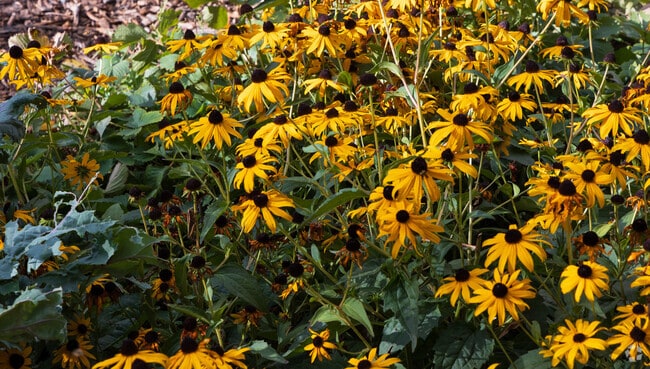 See the flora and vegetable garden at Foothills Green.