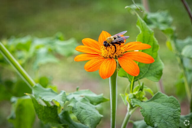 Knowlton Township's streams, fields, and forests support a great diversity of fauna and flora.