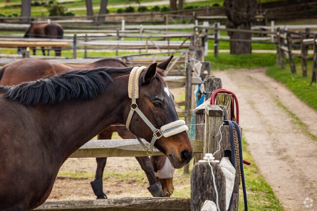 Many Upper Brookville residents stable their beautiful horses at Brookville Farms.