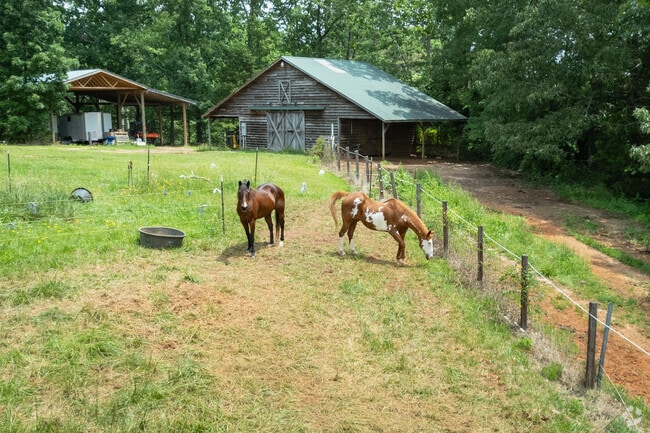 Horses and cows are a common sight throughout Bostic.