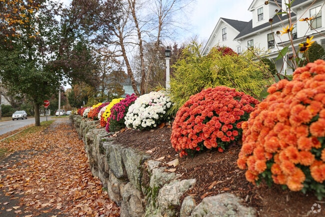 Fall mums line Summer Street in the Merrimack College area.