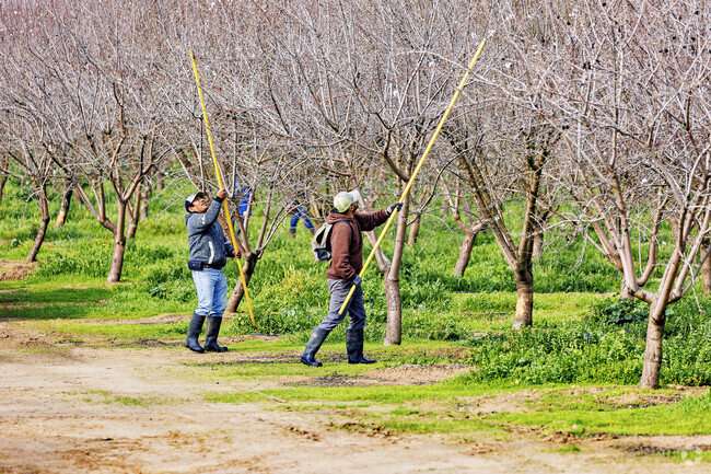 Cherry farms surround the neighborhoods in Waterford, Ca.