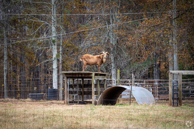 Union Hill has plenty of wildlife and domesticated animals.