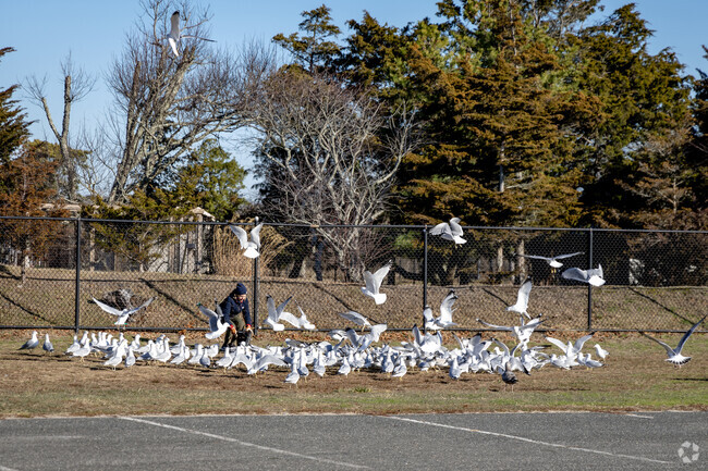 The seagulls follow this woman around Islip Beach.
