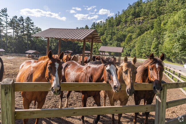 Enjoy horseback riding and family fun at Ridin' Hy Ranch in Bolton.