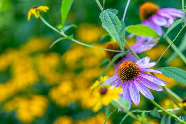 Take in the beauty of nature in Pottsgrove at Altmore Arboretum.