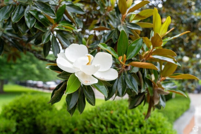 Broadmoor's Magnolia trees bloom with large beautiful flowers in the spring.