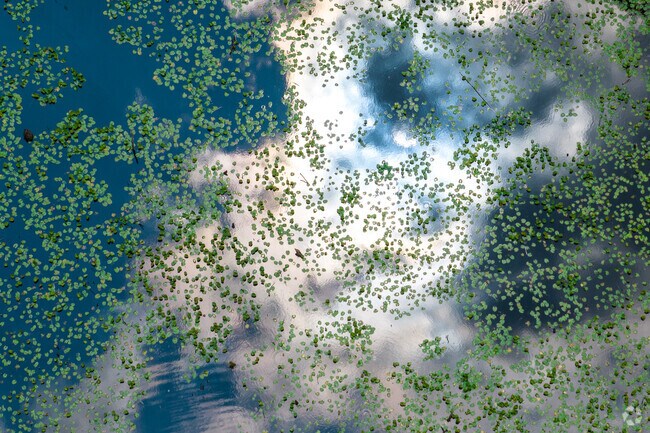 Severn Run Natural Environmental Area in Severn has cool lily-pads to observe.