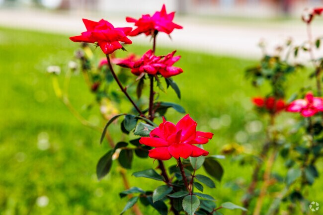 The campus at Primary School includes landscaping with roses.