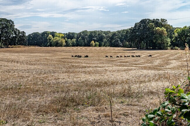 Albany is an evolving community with livestock right along main roads and small neighborhoods.
