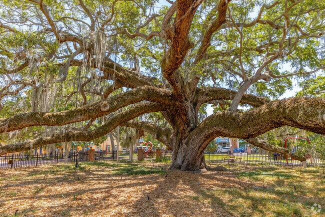 The oak tree at Baranoff Park is estimated to be 300 to 500 years old.
