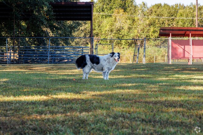 Dogs enjoy the vast green space available in Neyland Park.