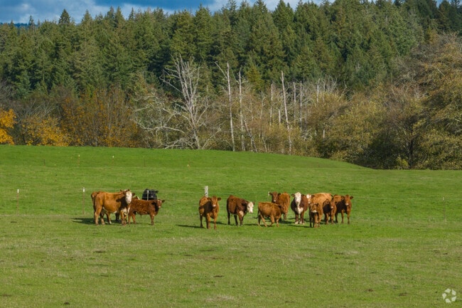 Residents in Key Center purchase land to raise livestock.