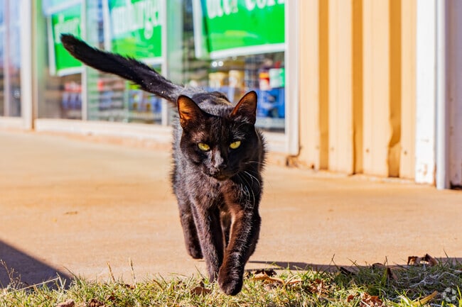 A black cat walking in front of the local Maguire Store in the Maguire Neighborhood.
