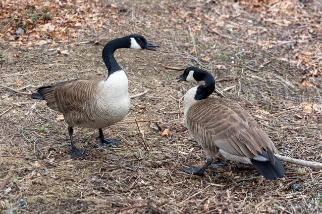 You can occasionally catch some wildlife in Fairview.