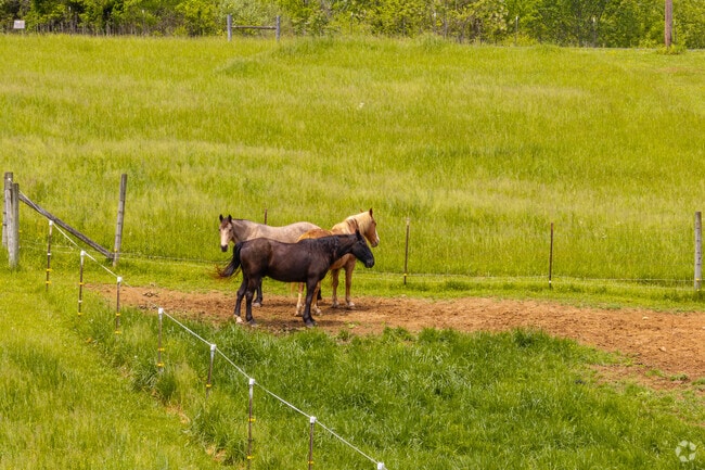 Horses in green pastures are a common sight in Mooresburg.
