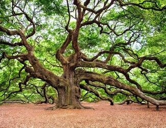 282 Newtown Creek, Charleston, SC 29412