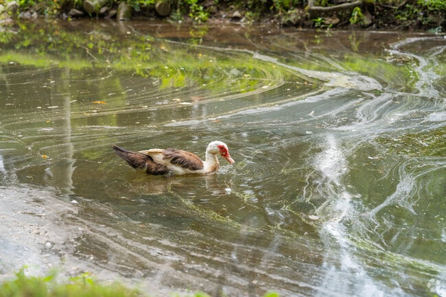 Muscovy ducks don't search far for their food and serenity in Moon Lake, near Barry.
