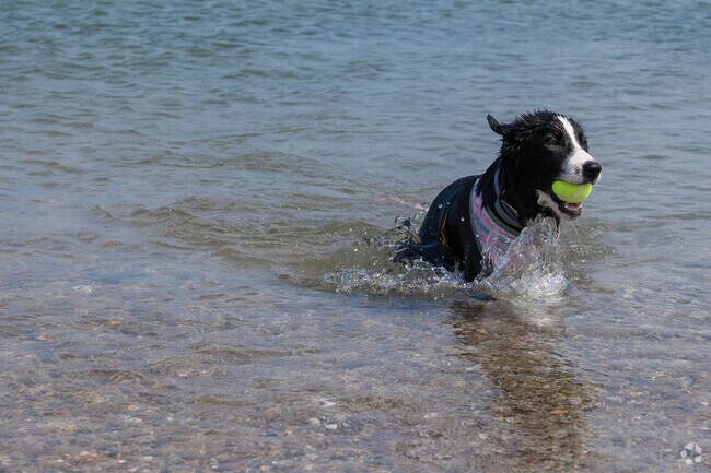 Throw the ball to your furry friend at Sandy Neck Beach in West Barnstable.