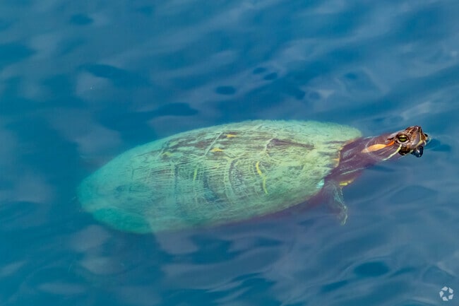 Shy turtles relax in the tranquil lakes of Legends Ranch.