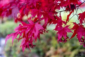 Queensborough-Brentwood