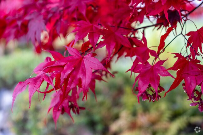 Bothell West is beautiful during fall, with colorful foliage all around.