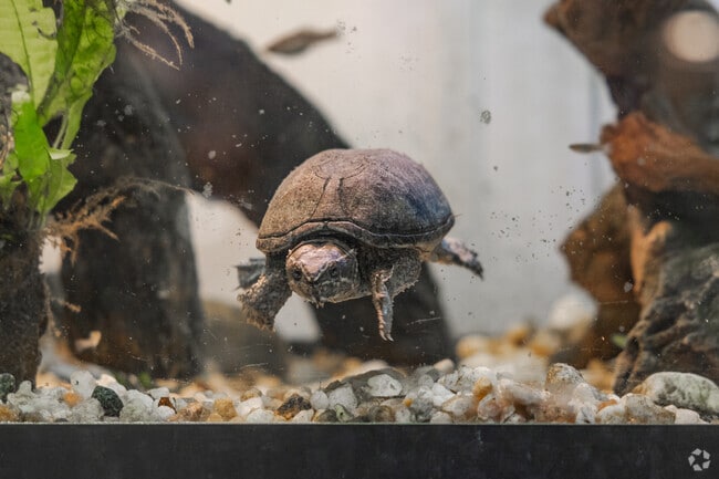 Explore the amazing turtle exhibits at the Heron Park Nature Center on Kiawah Island.