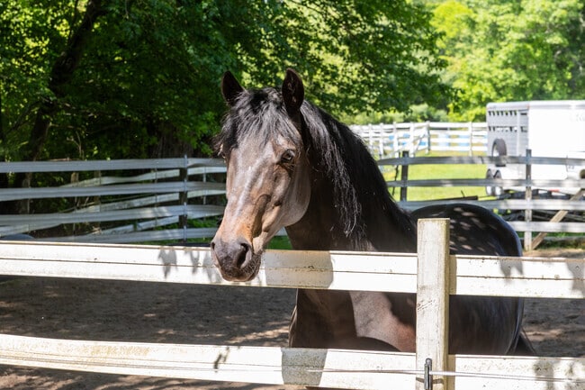Experience magnificent horses while driving around Carver.